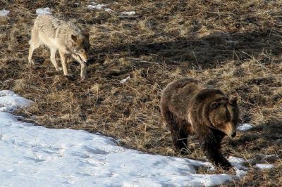 A környezeti bűnözés fenyegeti Európa ikonikus vadvilágát és őserdeit