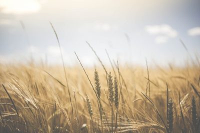 Több törvény segíti a magyar gazdák munkáját – közölte Agrárminisztérium