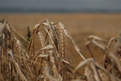 Két évvel elhalasztják az új Közös Agrárpolitikai Szabályok (KAP) bevezetését