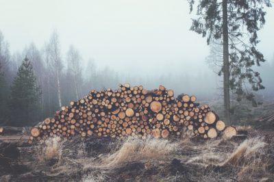 Alkotmánybírósághoz fordult az ombudsman az erdőtörvény módosítása miatt